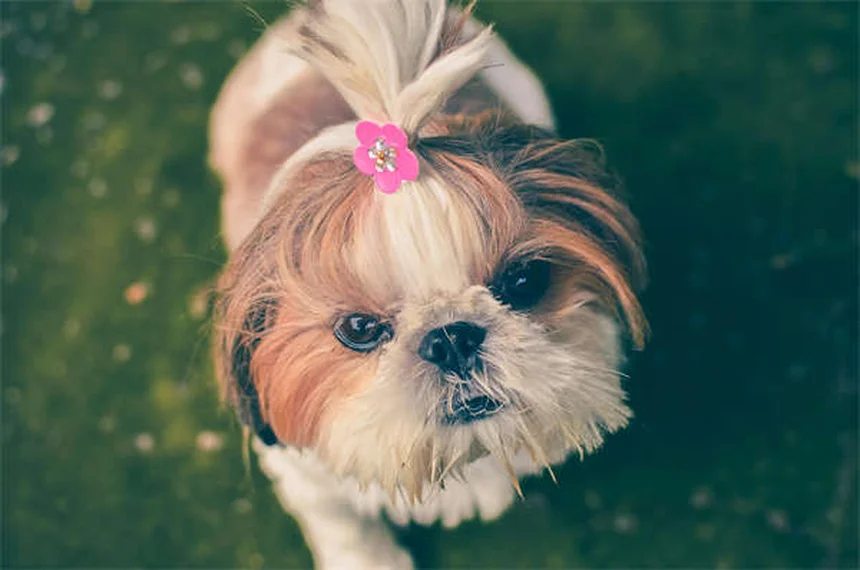 2026 Volvo XC90 Black Edition: Ultimate Dark Luxury SUV Guide